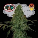 Critical Mass Autoflower (Big Buddha Seeds) Feminiserede