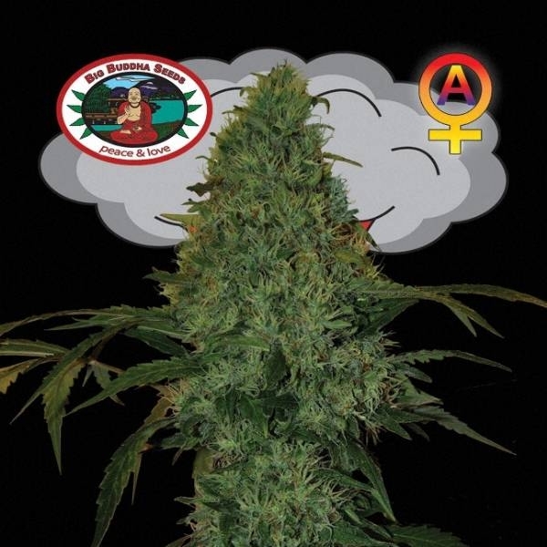 Critical Mass Autoflower (Big Buddha Seeds) Feminiserede