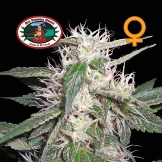 Cheese Dawg (Big Buddha Seeds) Feminiserede
