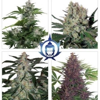 Assorted Auto (Buddha Seeds) feminiserede