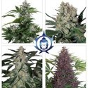 Assorteret Auto (Buddha Seeds) Feminiserede