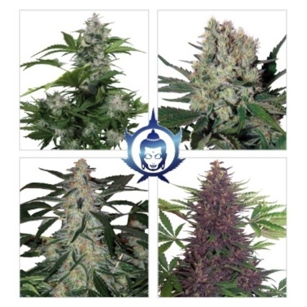 Assorteret Auto (Buddha Seeds) Feminiserede