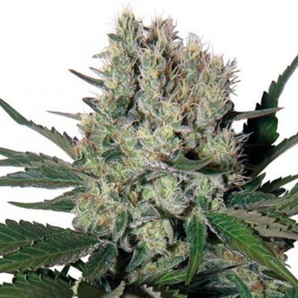 Syrup (Buddha Seeds) feminiserede cannabisfr&oslash;