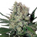 Syrup Auto (Buddha Seeds) Feminiserede