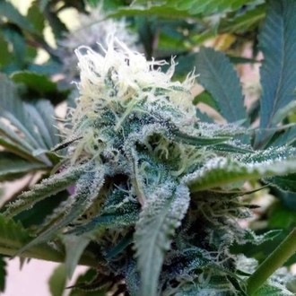 Douce Nuit (French Touch Seeds) Feminiserede