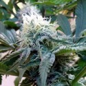 Douce Nuit (French Touch Seeds) Feminiserede