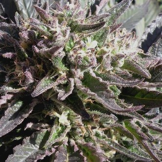 Frencheese (French Touch Seeds) feminiserede cannabisfr&oslash;