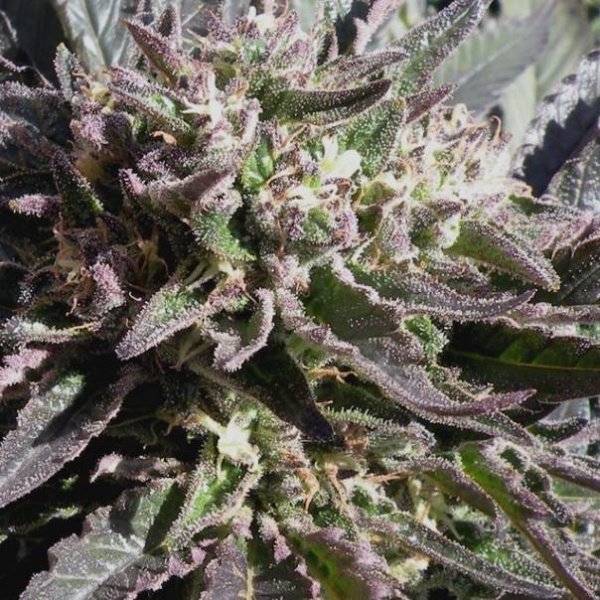 Frencheese (French Touch Seeds) Feminiserede