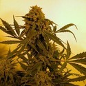 Guillotine Auto (French Touch Seeds) Feminiserede