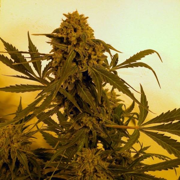 Guillotine Auto (French Touch Seeds) Feminiserede