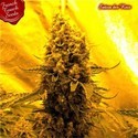 Sativa des rois (French Touch Seeds) Feminiserede