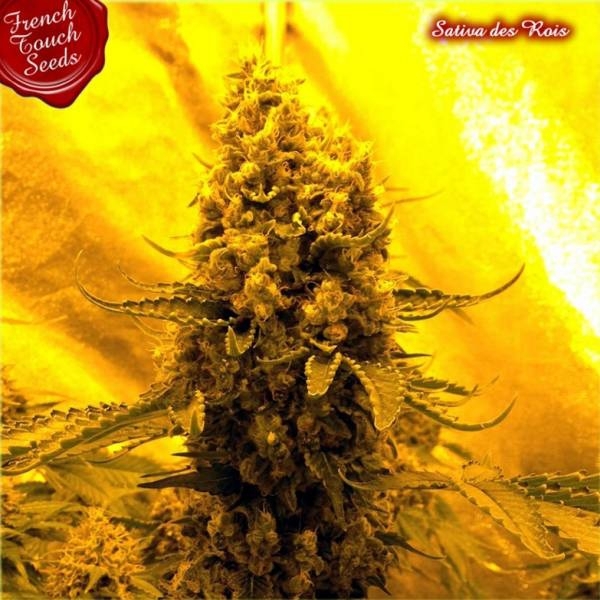 Sativa des rois (French Touch Seeds) Feminiserede