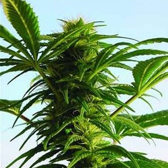 Mega Power Plant (Spliff Seeds) feminiserede cannabisfr&oslash;