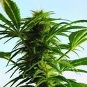 Mega Power Plant (Spliff Seeds) Feminiserede