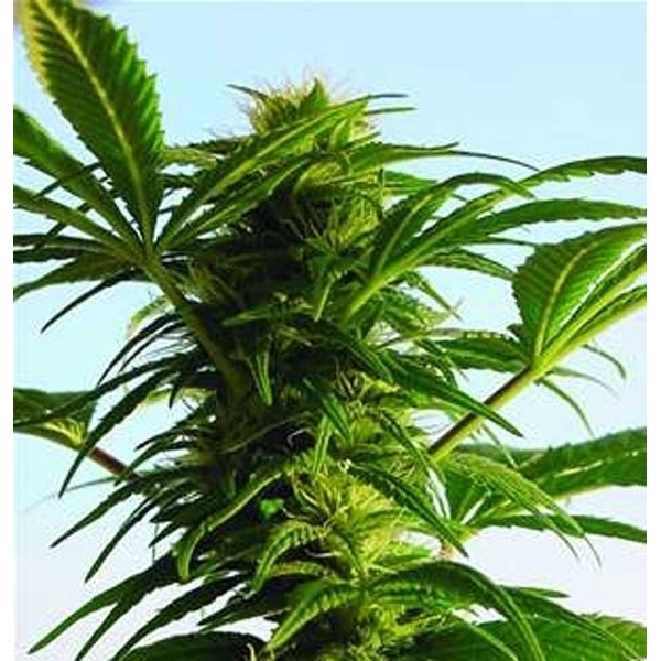 Mega Power Plant (Spliff Seeds) Feminiserede