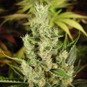 Amnesia Haze (Soma Seeds) Feminiserede