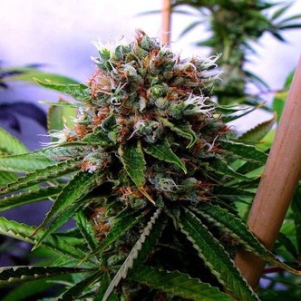 Buddha's Sister (Soma Seeds) feminiserede