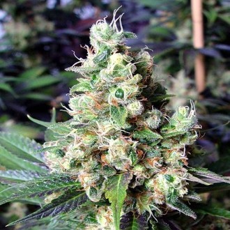 NYC Diesel (Soma Seeds) Feminiserede