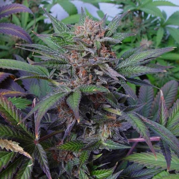 Somango (Soma Seeds) Feminiserede