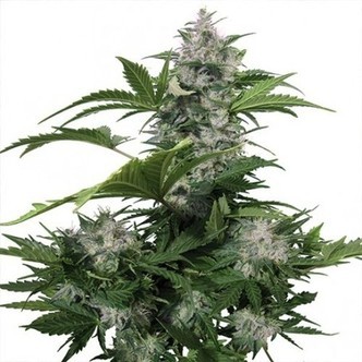White Dwarf (Buddha Seeds) feminiserede