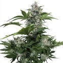 White Dwarf (Buddha Seeds) Feminiserede
