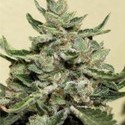White Dwarf (Buddha Seeds) Feminiserede