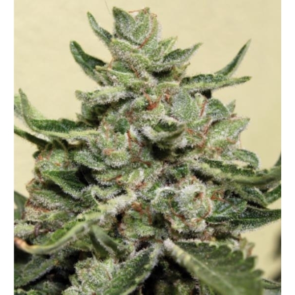 White Dwarf (Buddha Seeds) Feminiserede