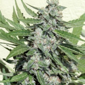 White Dwarf (Buddha Seeds) Feminiserede
