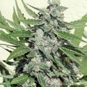 White Dwarf (Buddha Seeds) Feminiserede