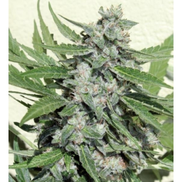 White Dwarf (Buddha Seeds) Feminiserede