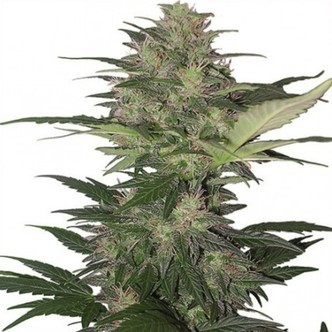 Red Dwarf (Buddha Seeds) feminiserede cannabisfr&oslash;