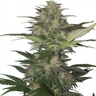 Red Dwarf Auto (Buddha Seeds) Feminiserede