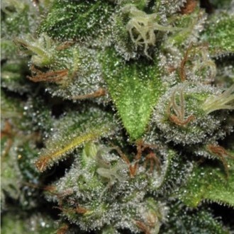 Red Dwarf Auto (Buddha Seeds) Feminiserede