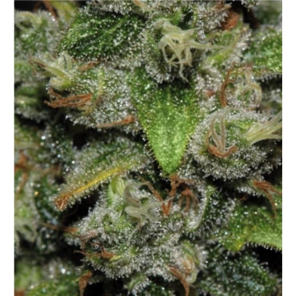 Red Dwarf Auto (Buddha Seeds) Feminiserede