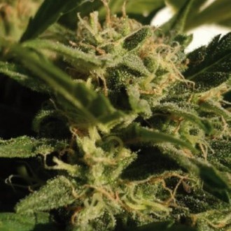 Red Dwarf Auto (Buddha Seeds) Feminiserede
