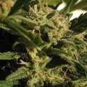 Red Dwarf Auto (Buddha Seeds) Feminiserede
