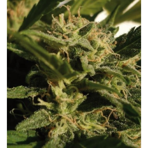 Red Dwarf Auto (Buddha Seeds) Feminiserede