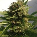 Red Dwarf Auto (Buddha Seeds) Feminiserede