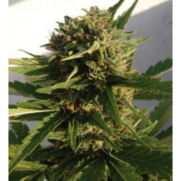 Red Dwarf Auto (Buddha Seeds) Feminiserede