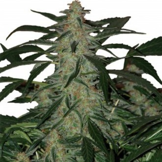 Deimos Auto (Buddha Seeds) Feminiserede