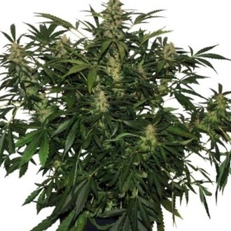 Deimos Auto (Buddha Seeds) Feminiserede