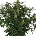 Deimos Auto (Buddha Seeds) Feminiserede