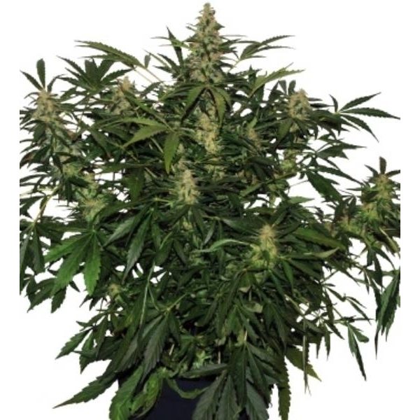 Deimos Auto (Buddha Seeds) Feminiserede