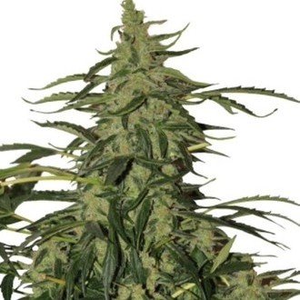 Deimos Auto (Buddha Seeds) Feminiserede