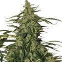 Deimos Auto (Buddha Seeds) Feminiserede