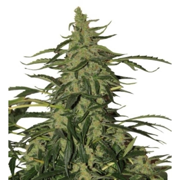Deimos Auto (Buddha Seeds) Feminiserede