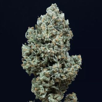 Critical+ 2.0 Autoflowering (Silent Seeds) Feminiserede