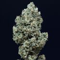 Critical+ 2.0 Autoflowering (Silent Seeds) Feminiserede