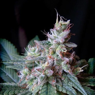 Cream Caramel - F1 hurtig version (Sweet Seeds) Feminiserede