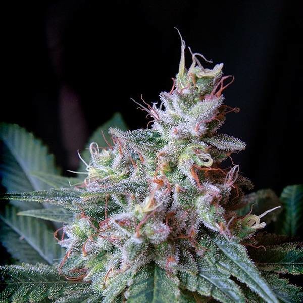 Cream Caramel - F1 hurtig version (Sweet Seeds) Feminiserede
